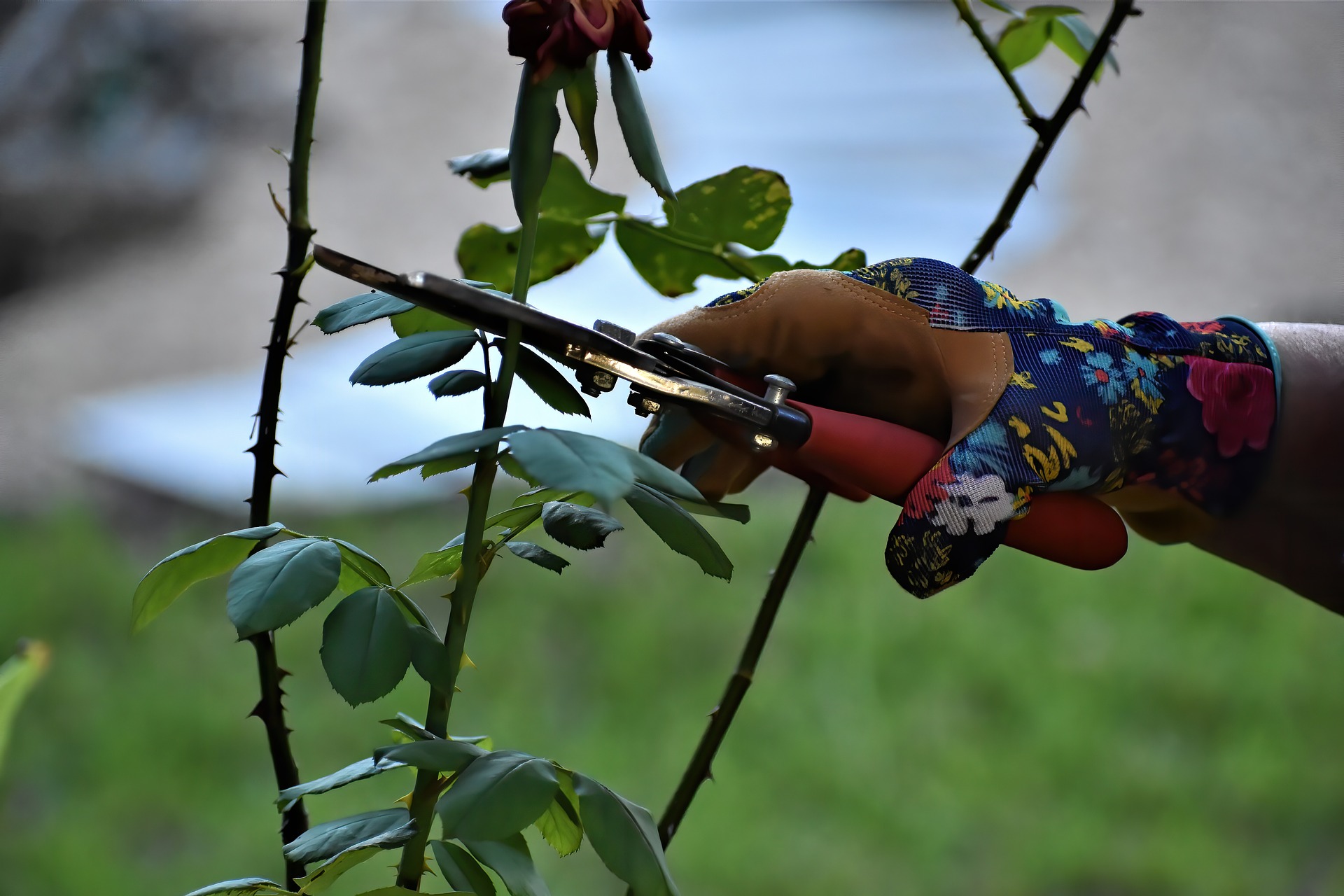 una mano poda un rosal