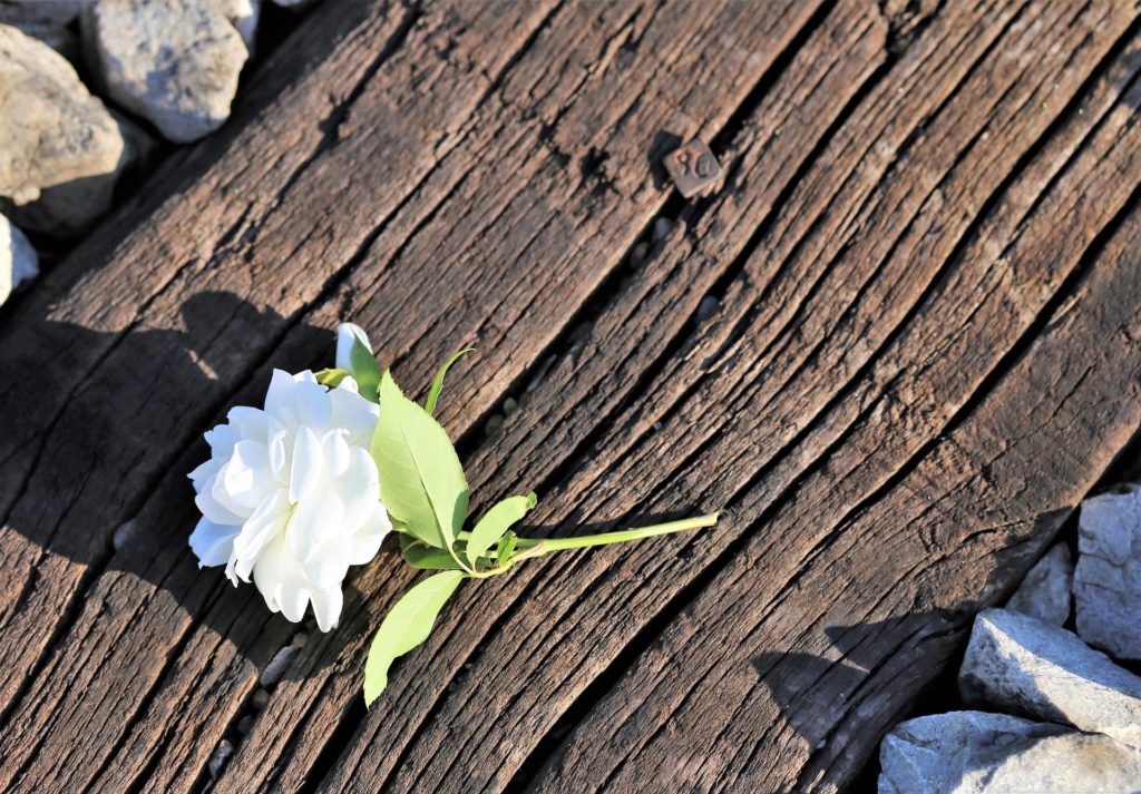 una flor blanca sobre madera